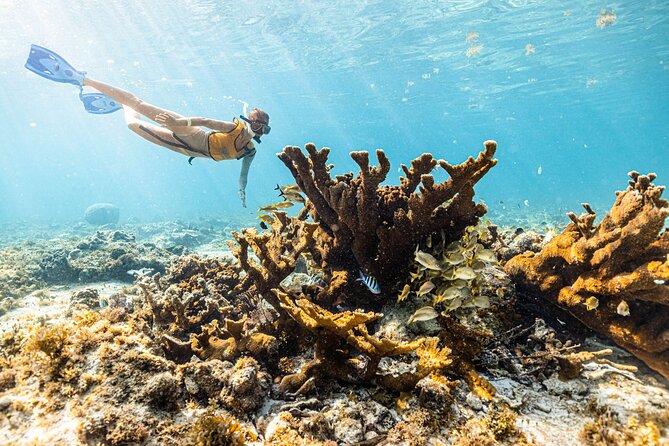 5-in-1 Cancun Snorkeling: Turtles, Reef, Musa, Shipwreck, Cenote - Turtles, rays, and the search for wildlife