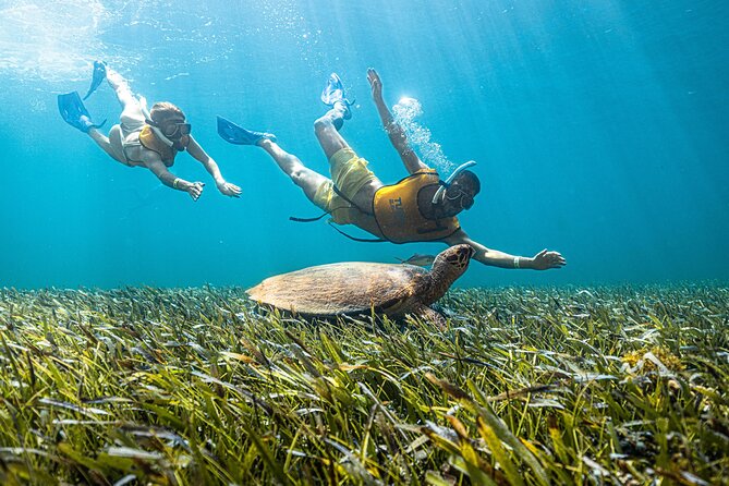 5-in-1 Cancun Snorkeling: Turtles, Reef, Musa, Shipwreck, Cenote - Starting at Total Snorkel Cancun