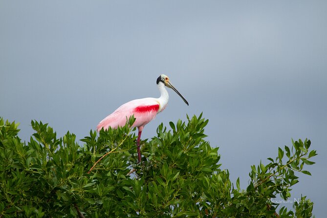 6hrs of Sailing in Bacalar Lagoon: discover Cenotes, Islands and Stromatolites. - Is the $471.67 price fair?