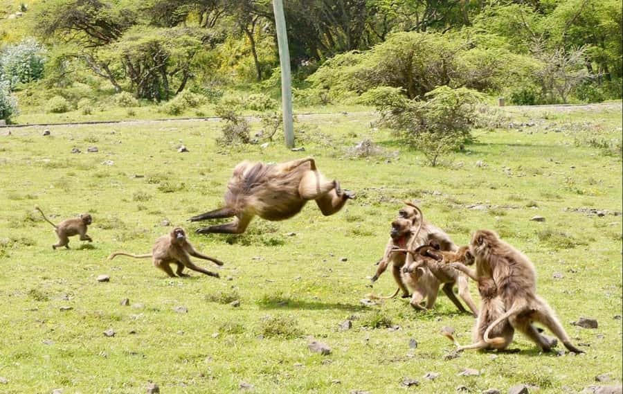 Addis Ababa: Debre Libanos, Blue Nile Gorge, and Cave Tour - Portuguese Bridge and the Blue Nile Gorge