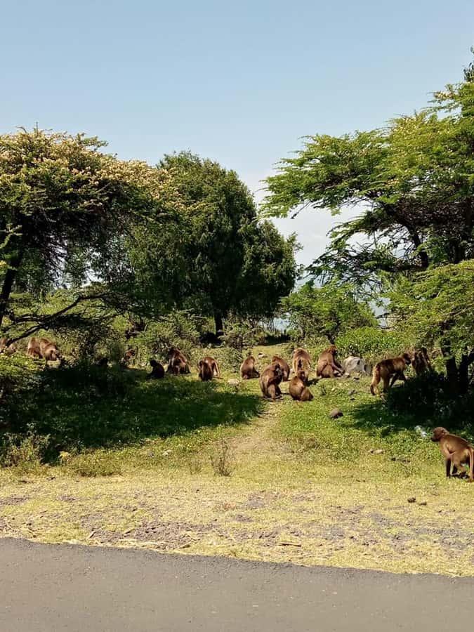 Addis Ababa: Debre Libanos, Blue Nile Gorge, and Cave Tour - Debre Libanos and its active monastic life