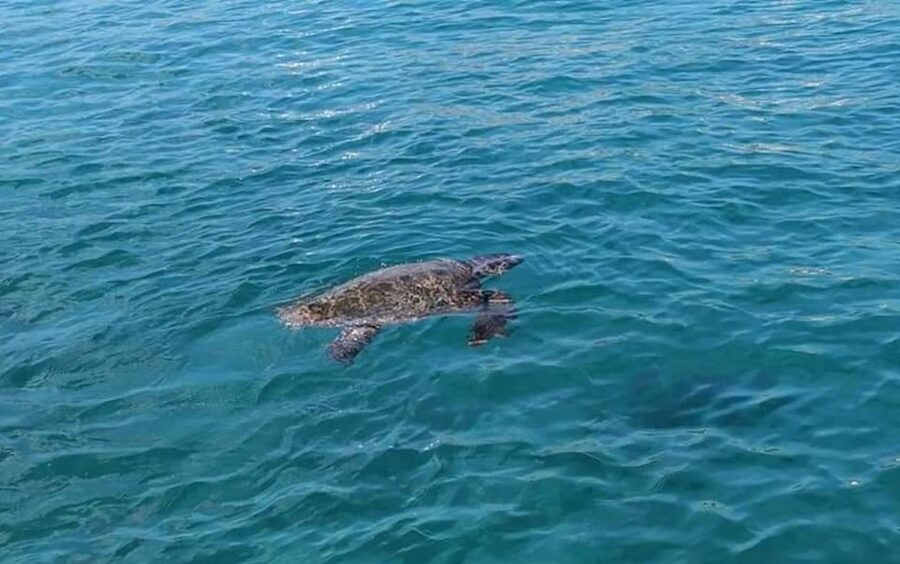 Agios Sostis: Marathonissi, Keri Caves, and Turtle Spotting - Practical advice before you board