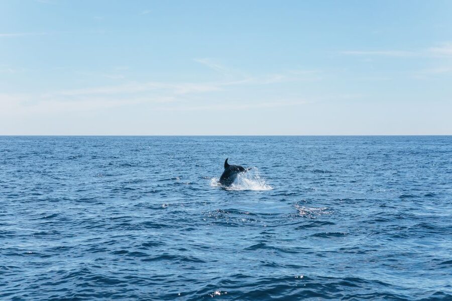 Albufeira: 2.5-Hour Benagil Caves & Dolphin Watching - What the boat ride feels like
