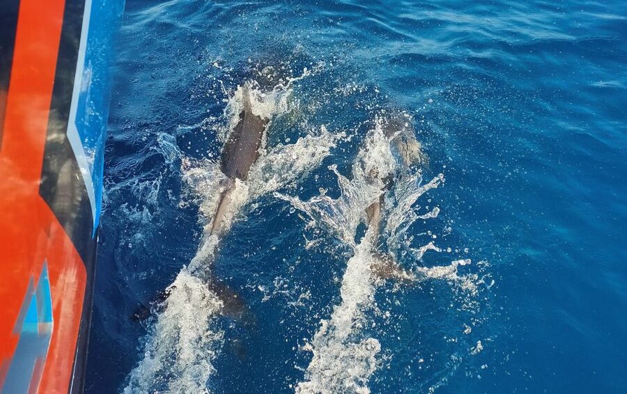 Albufeira: 2.5-Hour Dolphin Watching and Caves Trip - Key points to know before booking