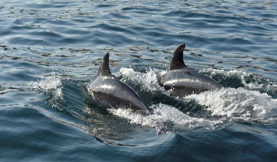 Albufeira: 2.5-Hour Dolphin Watching and Caves Trip - The optional Atlantic swim