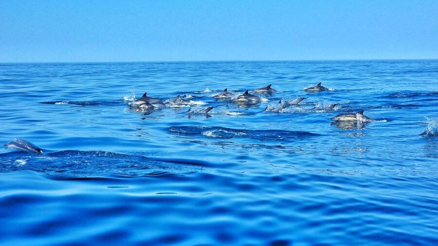 Albufeira: Benagil Cave and Dolphin Sightseeing Boat Cruise - Spending time inside Benagil Cave