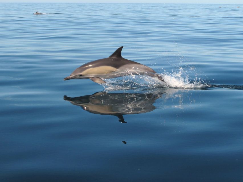 Albufeira: Benagil Cave and Dolphin Sightseeing Boat Cruise - Who should book this boat trip?