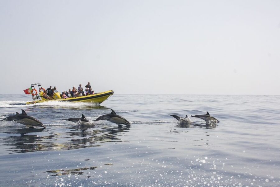 Albufeira: Benagil Caves & Dolphin Watching Speed Boat Tour - Key points at a glance