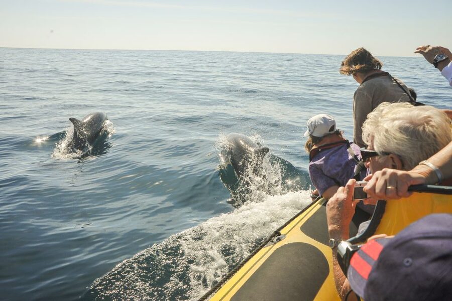 Albufeira: Benagil Caves & Dolphin Watching Speed Boat Tour - The swimming stop depends on the sea