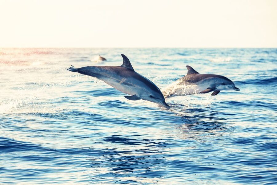 Albufeira: Benagil Caves & Dolphin Watching Speed Boat Tour - Comfort, safety, and what to wear