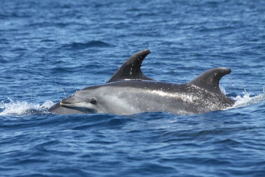 Albufeira: Dolphin Watching and Benagil Cave - Is $34 good value for 2.5 hours?