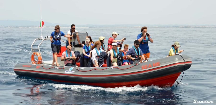 Albufeira: Dolphin Watching and Benagil Cave Boat Cruise - Why this Albufeira boat trip is more than a dolphin gamble