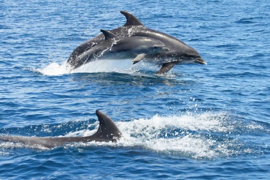 Albufeira: Dolphin Watching and Benagil Cave - Entering Benagil Cave and other sea caves
