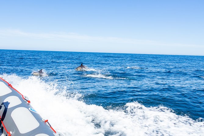 Albufeira: Dolphins and Caves Private Tour - Searching for dolphins in open water