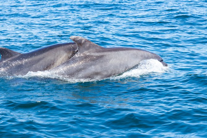 Albufeira: Dolphins and Caves Private Tour - The marine biologist and the human side of the trip