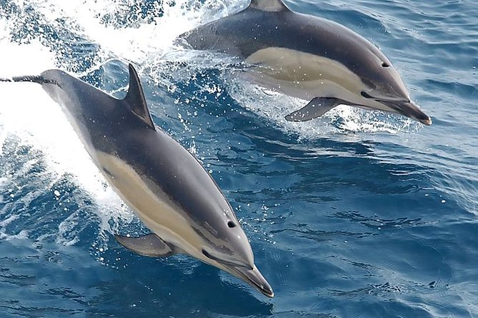 Albufeira: Dolphins and Caves Private Tour - Who gets the best value from this tour