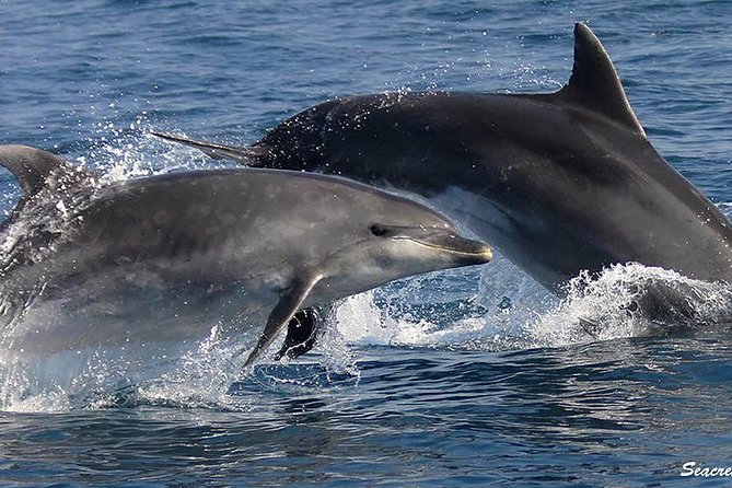 Albufeira: Dolphins and Caves Tour - Searching for dolphins in open water