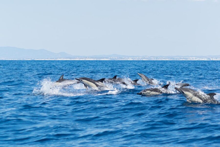 Albufeira: Dolphins & Benagil Caves RIB Tour - FAQ