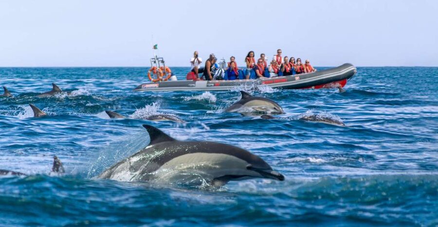 Albufeira: Dolphins & Benagil Caves RIB Tour - Who should book this fast boat trip