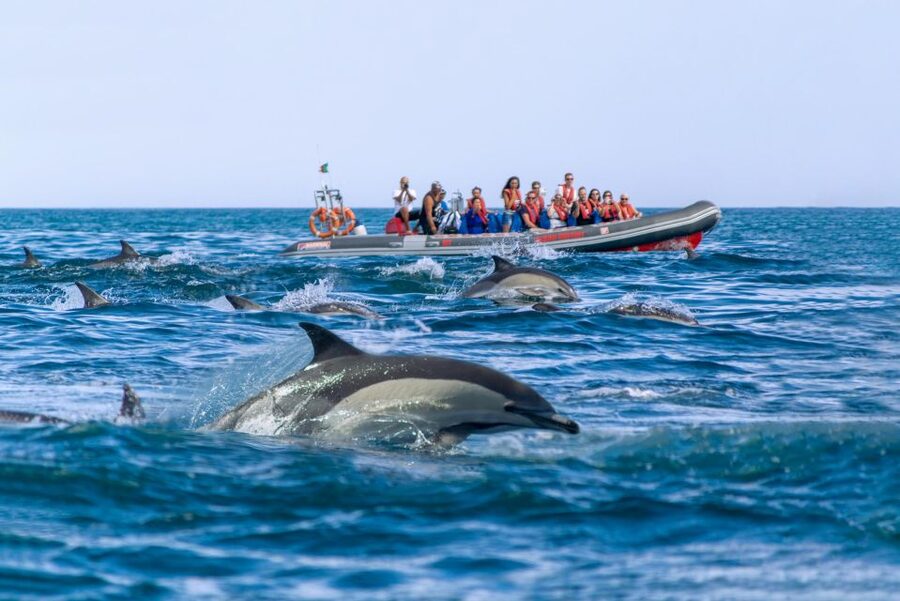 Albufeira: Dolphins & Benagil Caves RIB Tour - Should you book the Albufeira dolphin and cave tour?