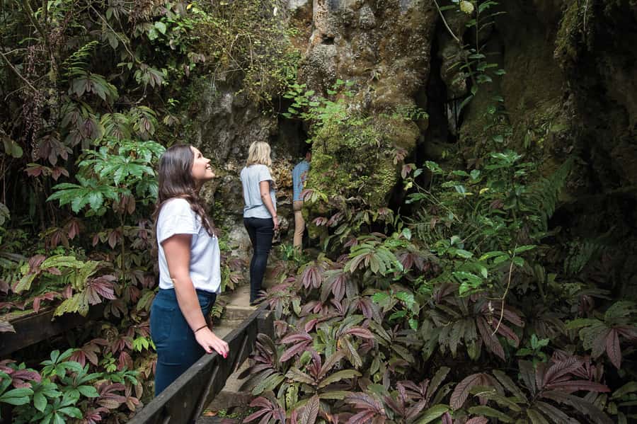 Aranui Cave 1-Hour Guided Tour - Why the cave feels calmer than the glowworm tour