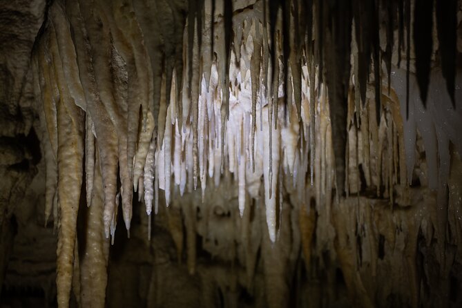 Auckland: Rotorua Māori Village, Waitomo Caves & Lunch - Songs, dances, and a powerful haka