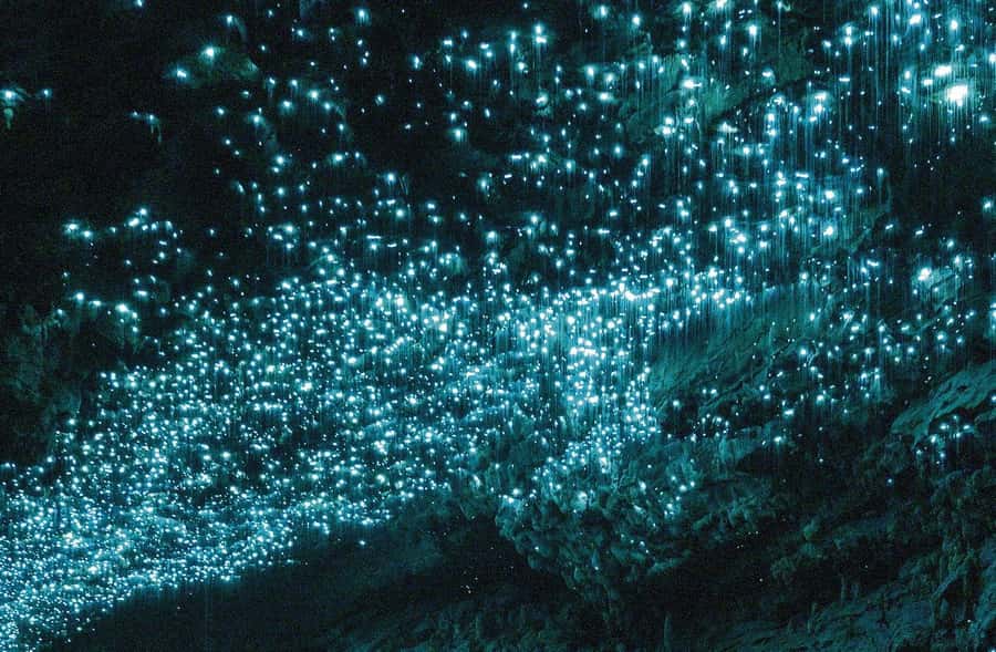 Auckland: Spellbound Glowworm Caves Explorer Tour - Quick points to know before booking