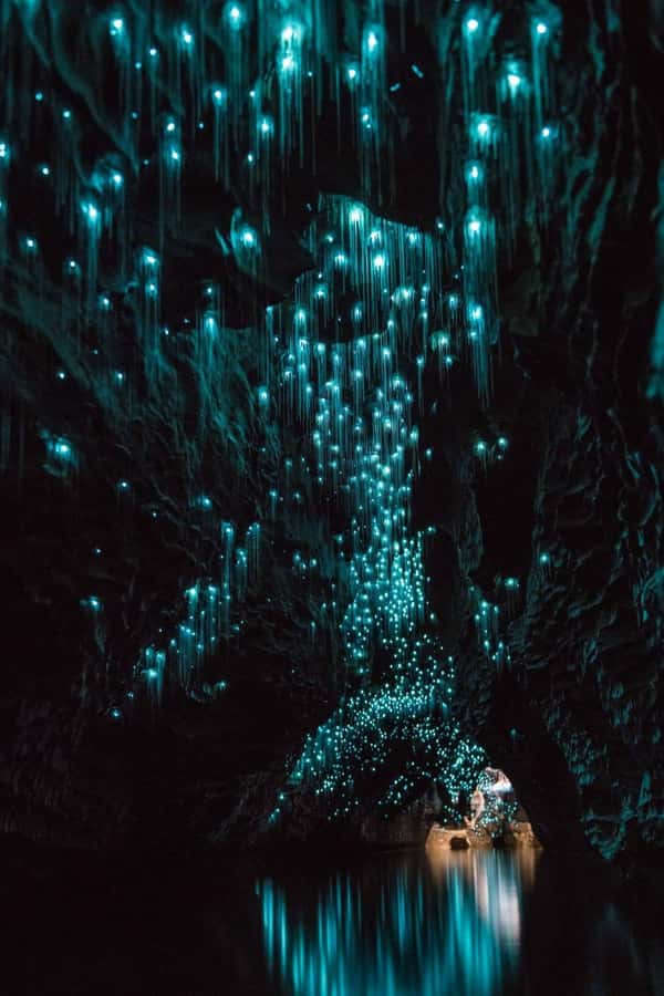 Auckland: Waitomo Caves & Rotorua - Te Puia Small-Group Tour - Why this Auckland day trip covers so much ground