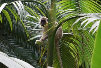 Barbados: Tour of Harrison’s Cave & Hunte’s Gardens