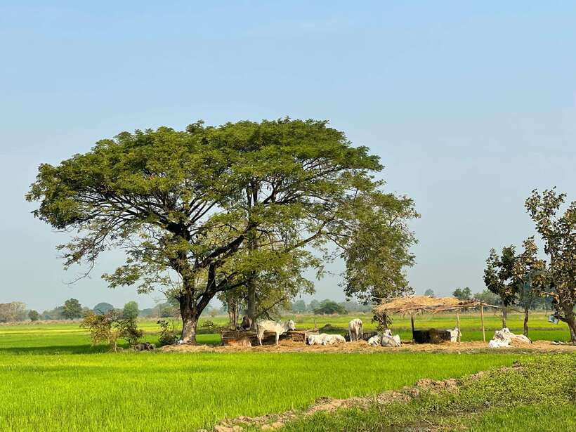 Battambang: Bamboo Train, Bat Cave and Killing Cave Tour - Key points to know before you book