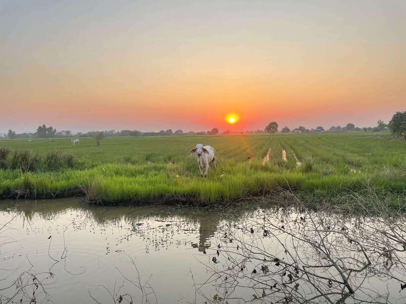 Battambang: Bamboo Train, Bat Cave and Killing Cave Tour - What the guide adds to the $12 price