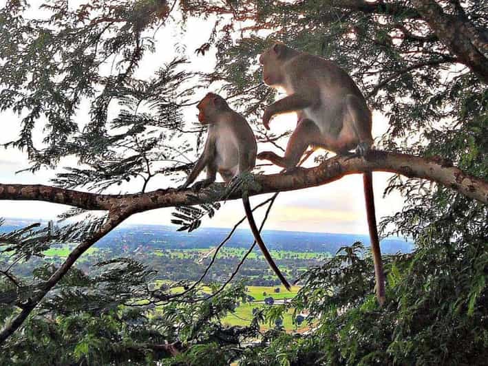 Battambang: Bamboo Train, Bat Cave, Killing Cave by Tuk Tuk - Monkeys, mountain views, and the wait for sunset