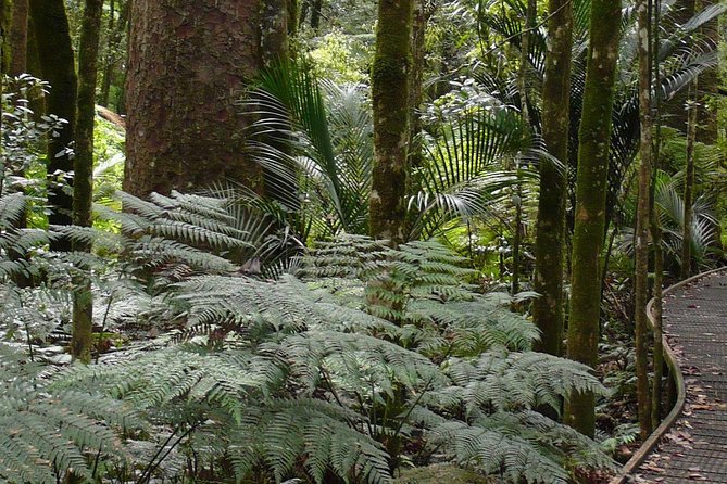 Bay of Islands Glow Worm Caves & Scenic Shore Excursion - What the best guides add
