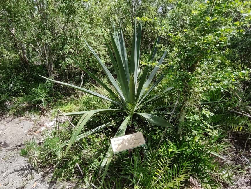 Bayahibe: National Park Jungle Walk & Snorkeling in Cenotes - Snorkeling in 25°C spring water