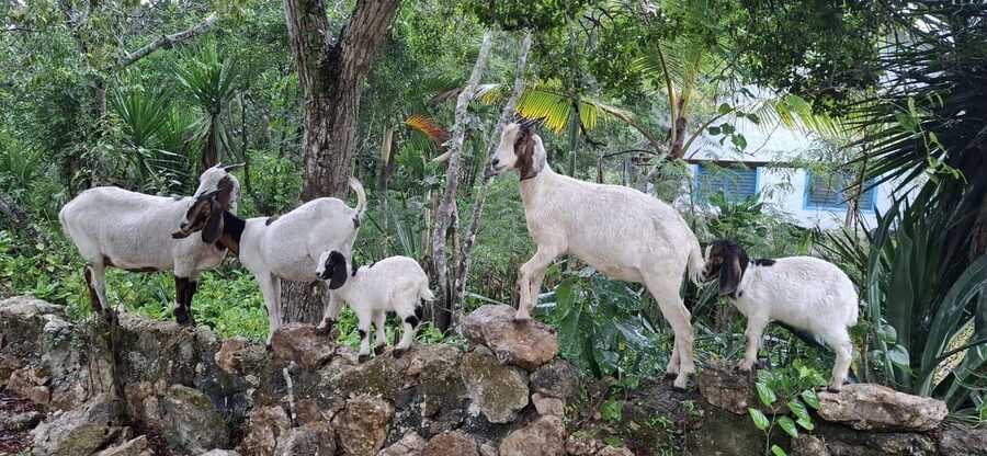 Bayahibe: National Park Jungle Walk & Snorkeling in Cenotes - Who should book this outing?