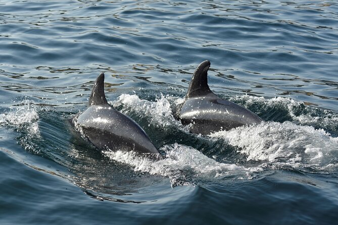 Benagil Caves and Dolphin Watching - 2.5h - Marinha Beach and the smaller caves add variety
