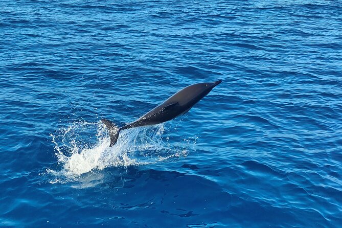 Benagil Caves and Dolphin Watching - 2.5h - The open-ocean swim depends on the day