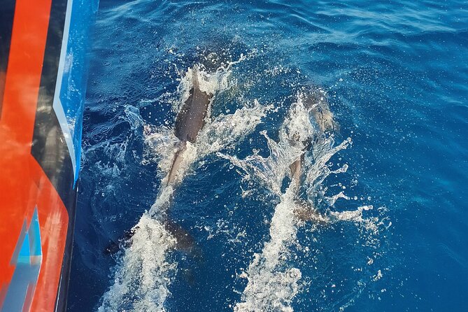 Benagil Caves and Dolphin Watching - 2.5h - The first stretch reveals the Algarve from sea level