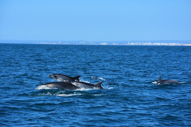Benagil Caves Visit with Dolphins Watching from Albufeira - Why this Albufeira boat trip works so well