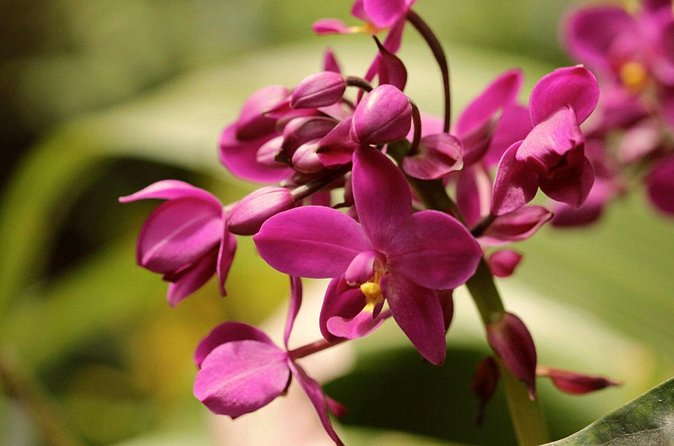 Breathtaking Wonders - Harrisons Cave and Hunte's Gardens - The drive adds more than transport