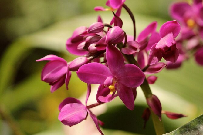Breathtaking Wonders - Harrisons Cave and Hunte's Gardens - Who should book this Barbados tour?