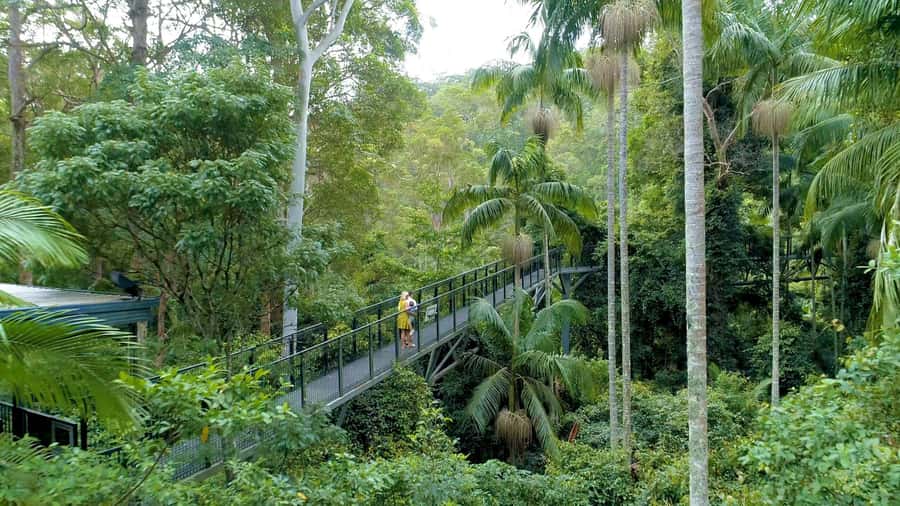 Brisbane: Daytime Glow Worm Caves Hop-on Hop-off Bus Tour - The clever part: glow worms without a midnight outing