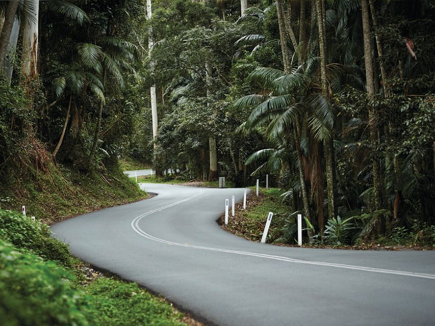Brisbane: Daytime Glow Worm Caves Hop-on Hop-off Bus Tour - Curtis Falls and the rainforest options