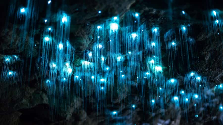 Brisbane: Daytime Glow Worm Caves Hop-on Hop-off Bus Tour - From Brisbane to the Scenic Rim