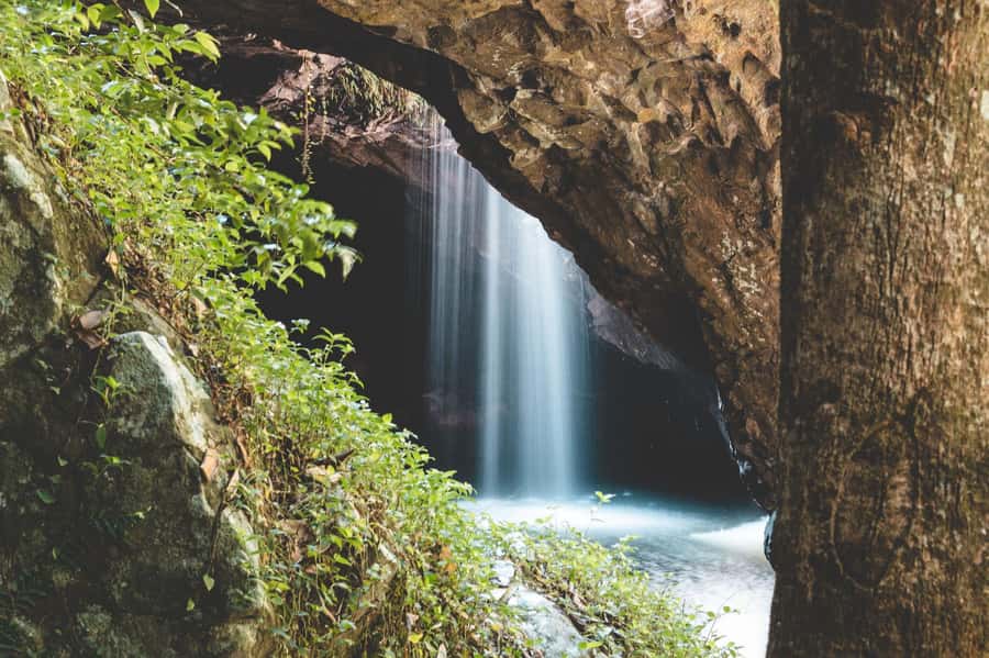 Brisbane: Rainforests, Waterfalls and Glow Worm Cave Tour - From Brisbane to the Gondwana rainforests