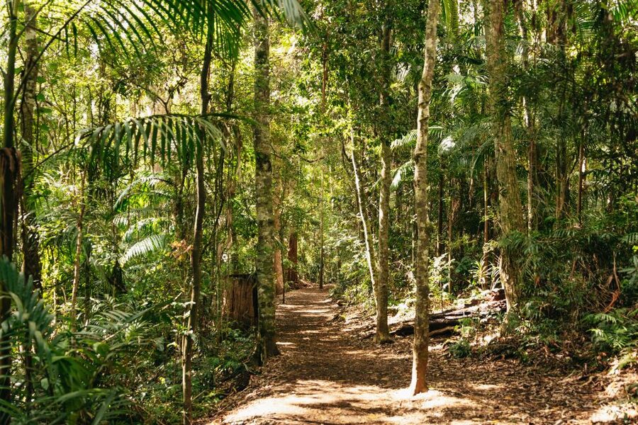 Brisbane: Rainforests, Waterfalls and Glow Worm Cave Tour - Wildlife spotting is part of the value
