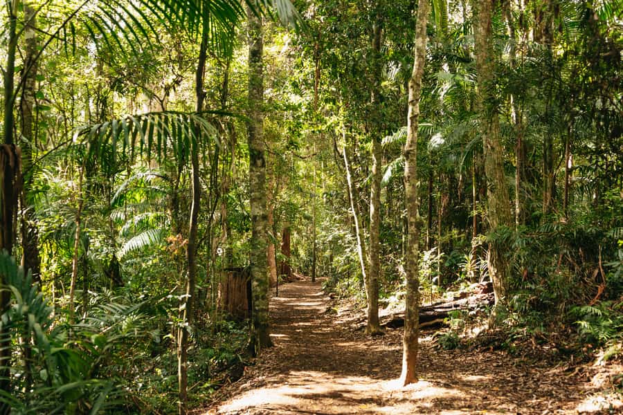 Brisbane: Rainforests, Waterfalls and Glow Worm Cave Tour - Curtis Falls: your first rainforest walk