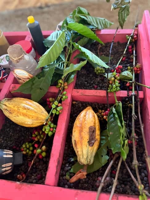 Buggy Tour in Punta Cana: Mamajuana - Coffee - Swimming in Cenote and Macao Beach - Coffee, chocolate, tobacco, and Mamajuana