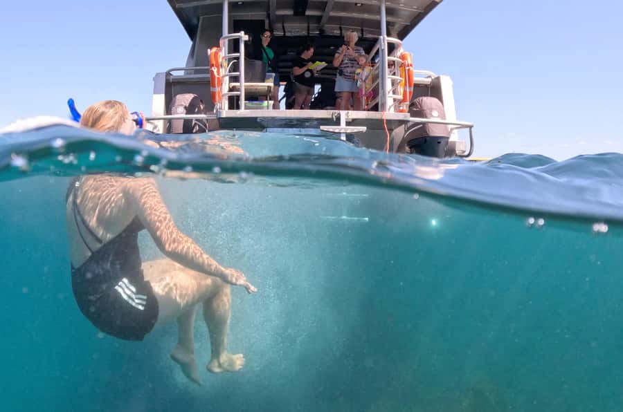 Cathedral Cove Coast and Cave Tour - Snorkeling among the snapper