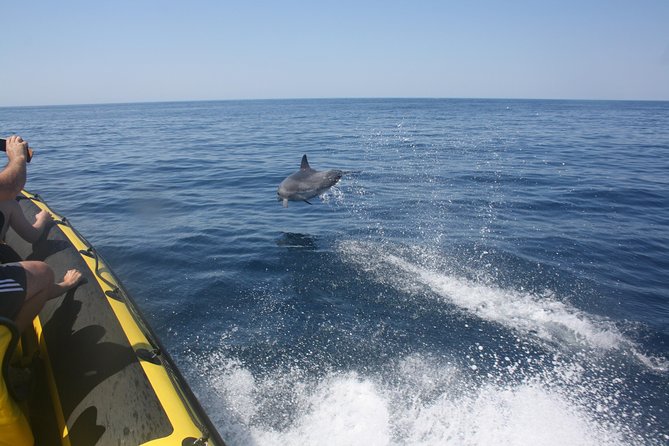 Caves and Dolphin Watching Cruise from Albufeira - Leaving Albufeira Marina on a nimble boat